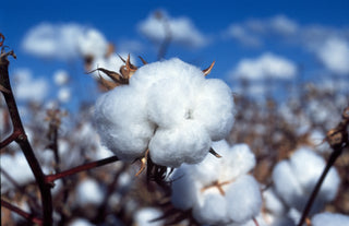 Under the Microscope: A Closer Look at Cotton